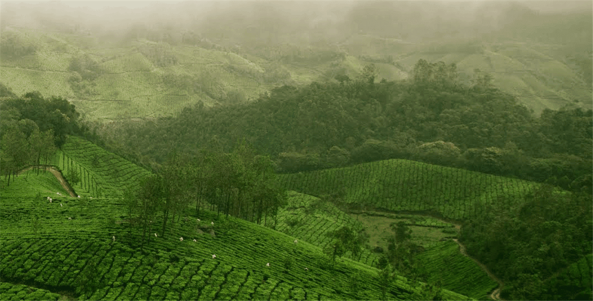 大米啤酒包裝設(shè)計參考(圖3) 大米啤酒包裝設(shè)計參考(圖3)