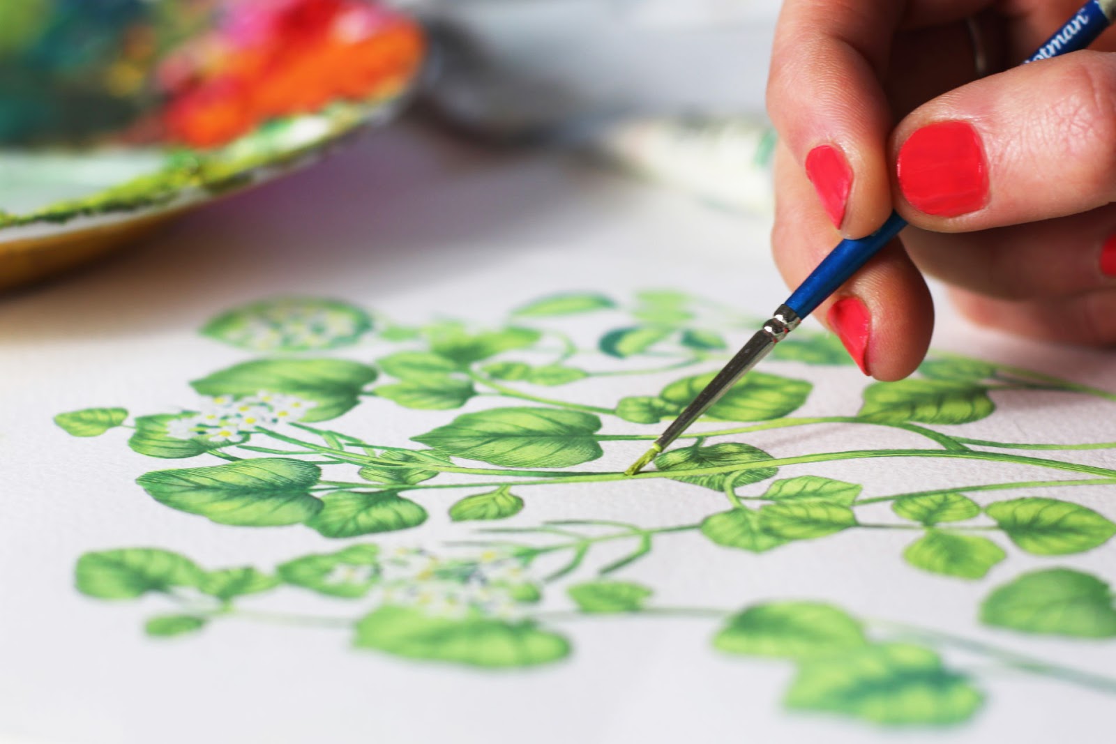 酒包裝用水粉顏料手工繪制植物插圖(圖6) 酒包裝用水粉顏料手工繪制植物插圖(圖6)