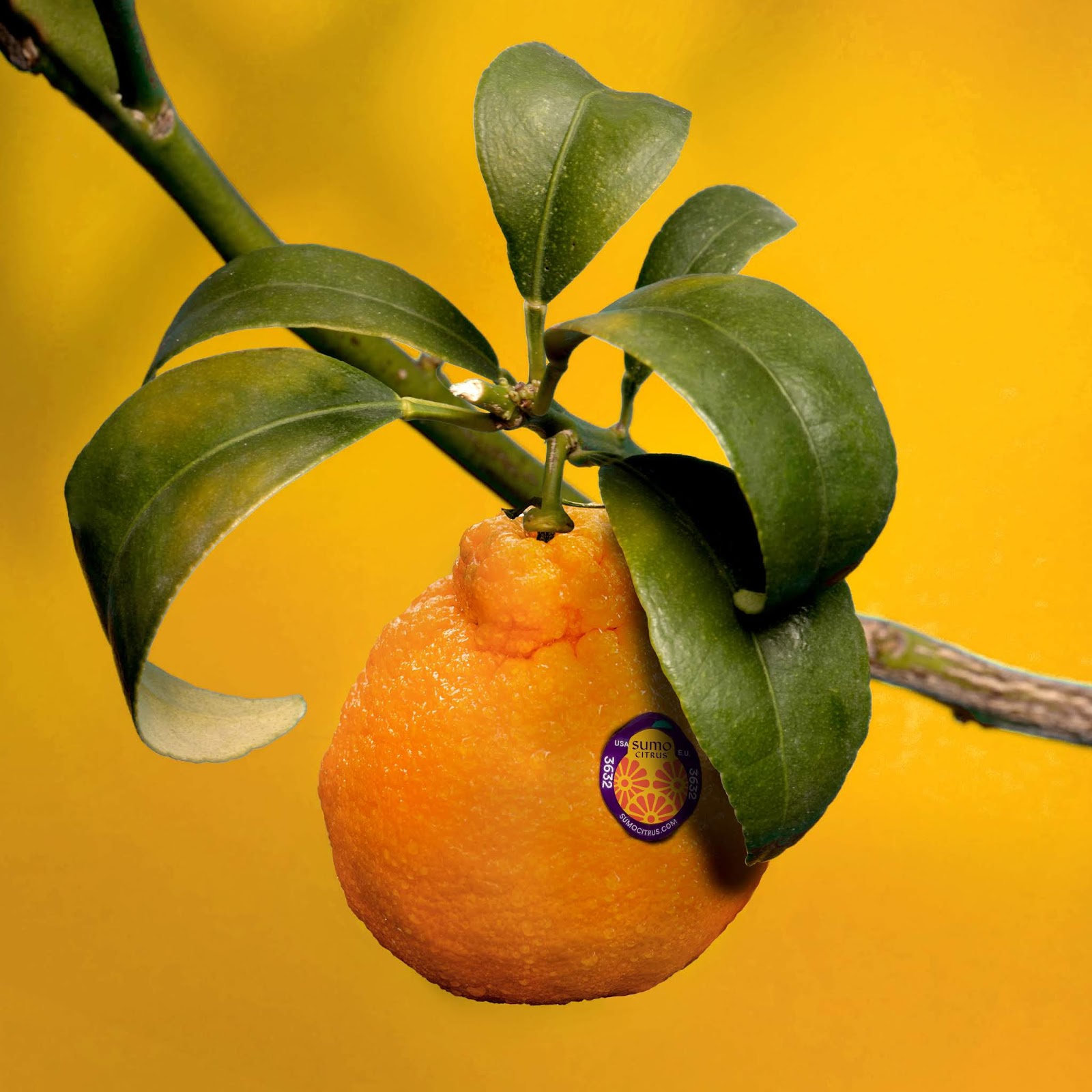 包頭水果品牌包裝設(shè)計(jì)非常有吸引力(圖6)