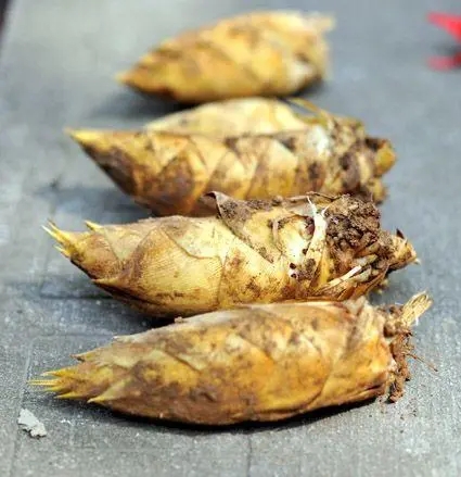 上海農(nóng)產(chǎn)品佘山蘭筍包裝設(shè)計(jì)要注意什么(圖1)