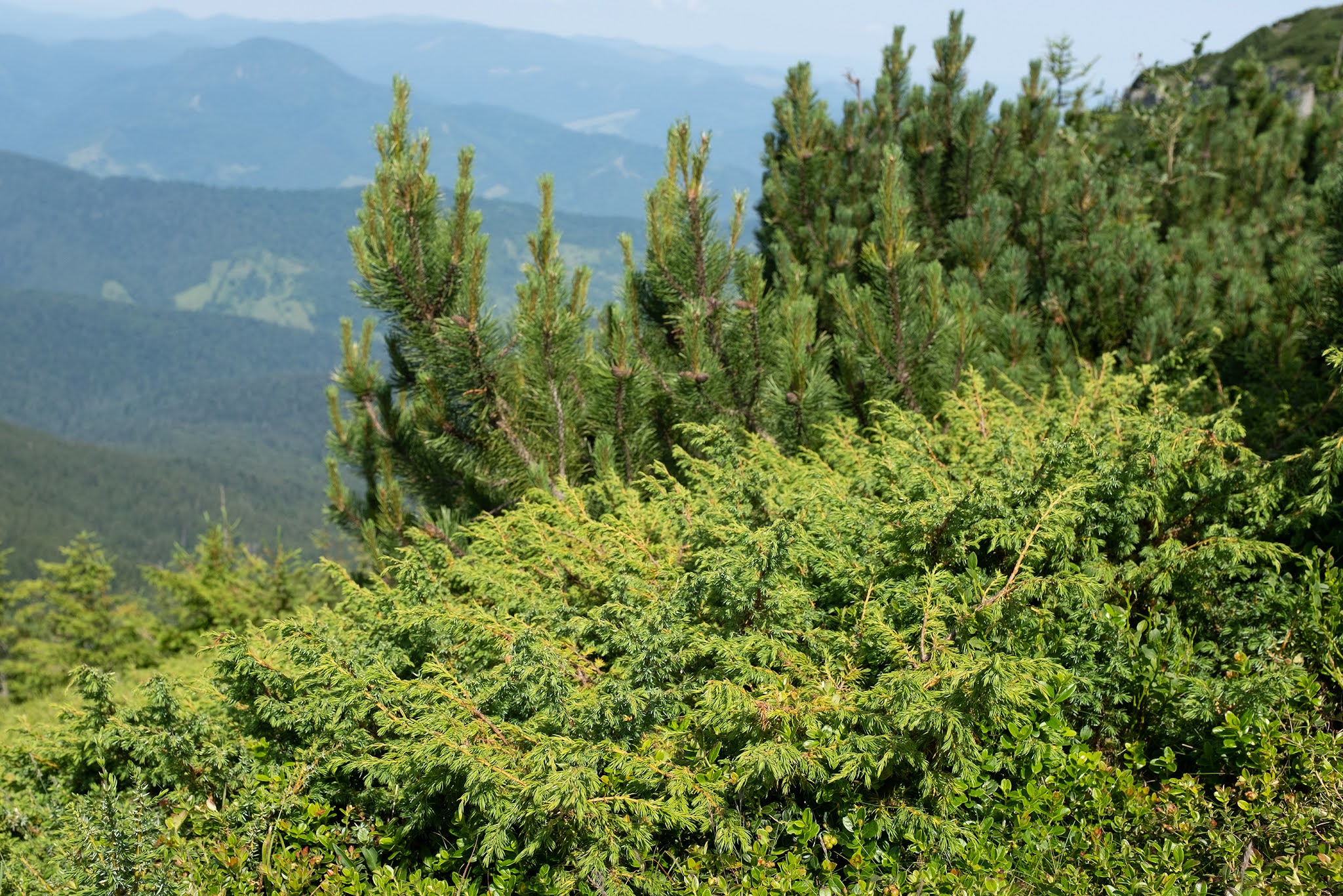 山脈樹的年輪概念的酒包裝設計(圖11) 山脈樹的年輪概念的酒包裝設計(圖11)