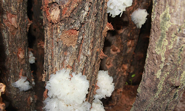 YUDEYUAN裕德源食品包裝設(shè)計(jì)欣賞(圖2)