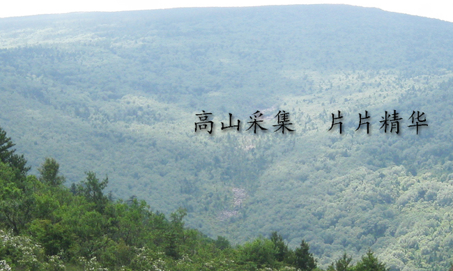 YAOWANGTEA藥王茶食品包裝設(shè)計欣賞(圖4)